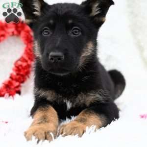 Zoey, German Shepherd Puppy