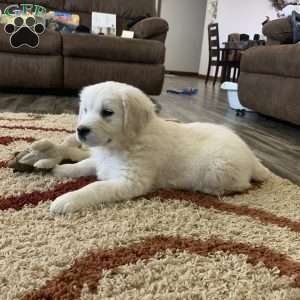 Coconut, English Cream Golden Retriever Puppy
