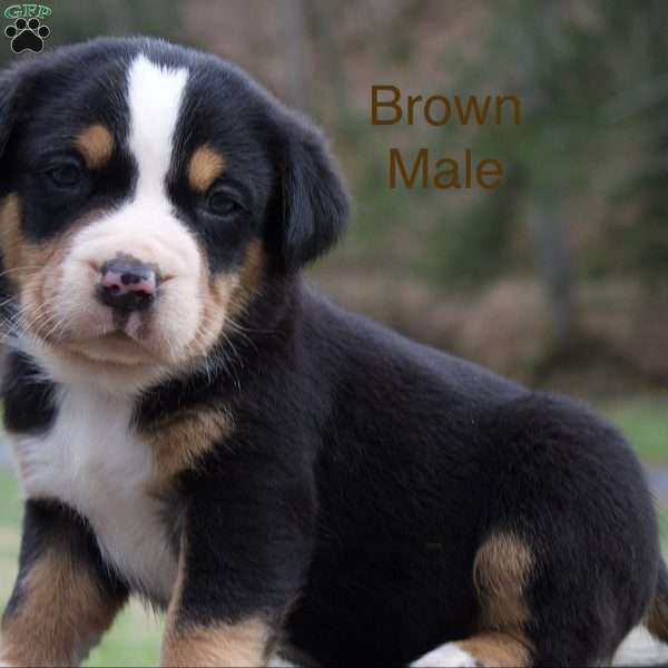 Captain, Greater Swiss Mountain Dog Puppy