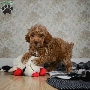 Earl, Miniature Poodle Puppy