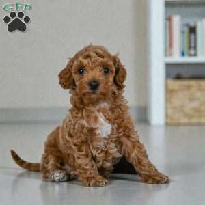Barney, Miniature Poodle Puppy