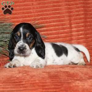 Suzie, Basset Hound Puppy