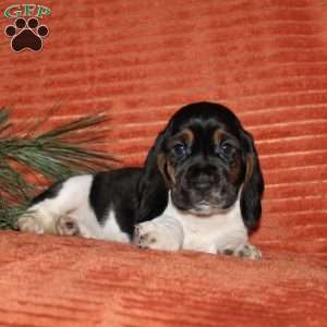 Sally, Basset Hound Puppy