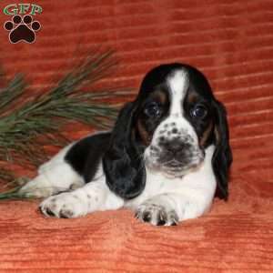Sasha, Basset Hound Puppy
