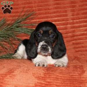 Sophie, Basset Hound Puppy