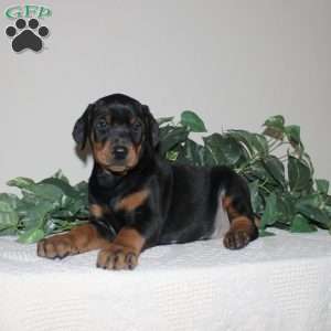 Aiden, Doberman Pinscher Puppy