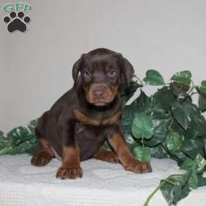 April, Doberman Pinscher Puppy