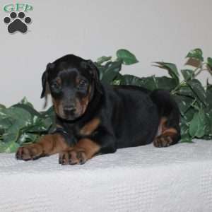 Austin, Doberman Pinscher Puppy