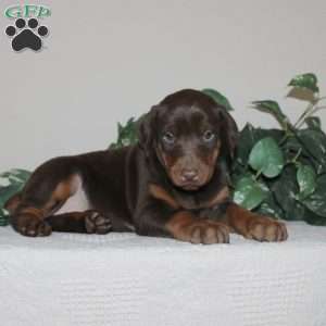 Alivia, Doberman Pinscher Puppy