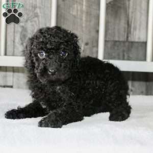 Benny, Miniature Poodle Puppy