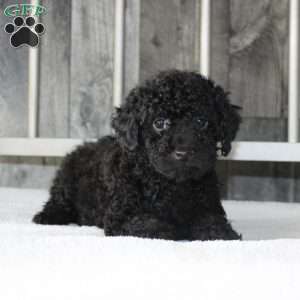 Buddy, Miniature Poodle Puppy