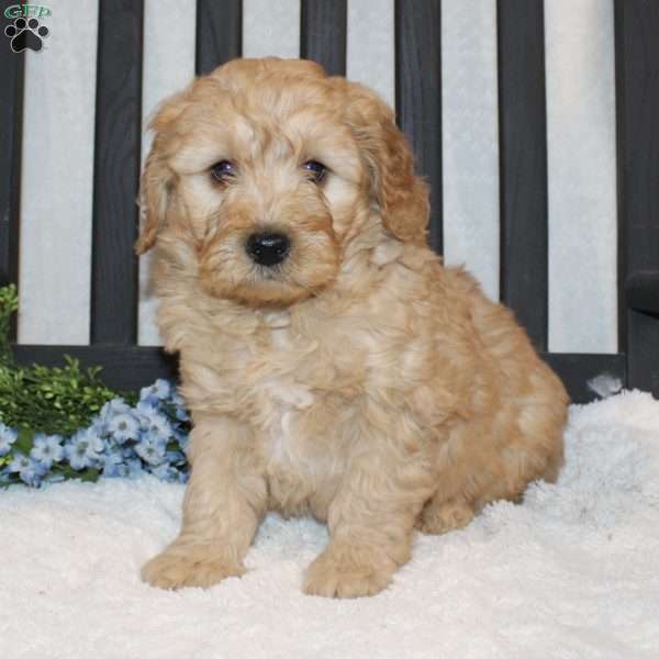 Alan, Mini Goldendoodle Puppy
