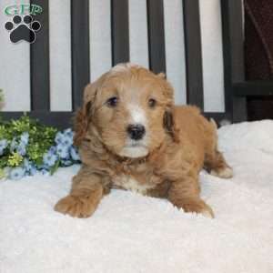 Pongo, Mini Goldendoodle Puppy