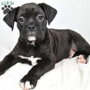 Ricky, Boxer Puppy