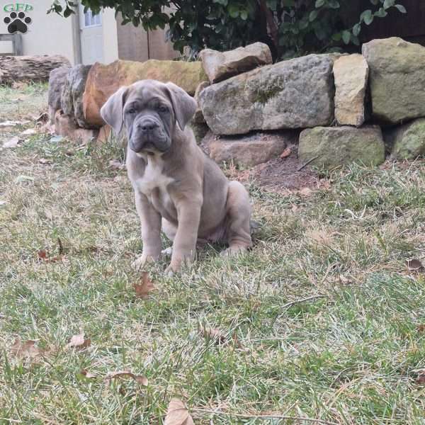 Luna, Cane Corso Puppy