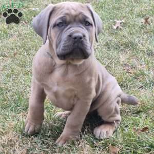 Gianna, Cane Corso Puppy
