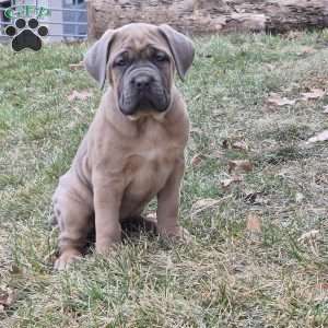 Gianna, Cane Corso Puppy