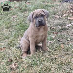 Gianna, Cane Corso Puppy