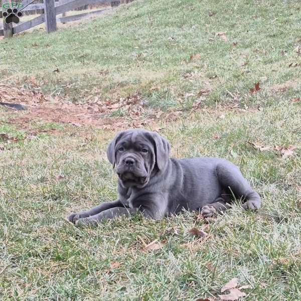 Queen, Cane Corso Puppy