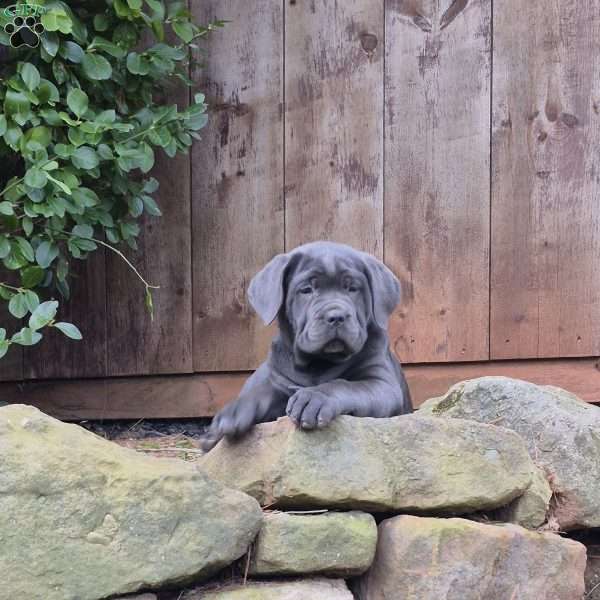 Stella, Cane Corso Puppy