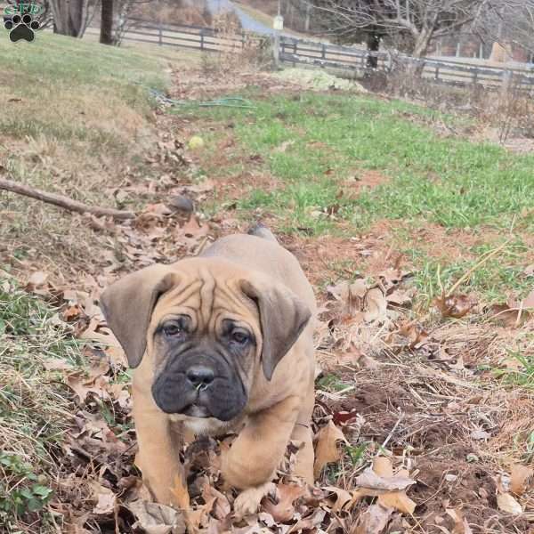 Enzo, Cane Corso Puppy