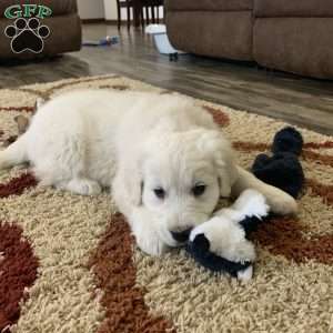 Coconut, English Cream Golden Retriever Puppy