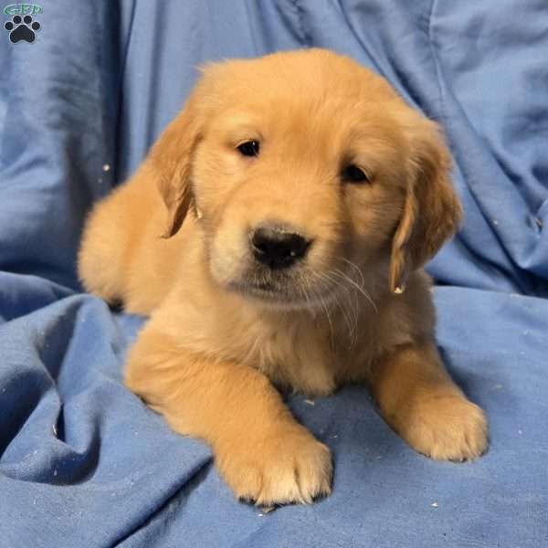 Penny, Golden Retriever Puppy