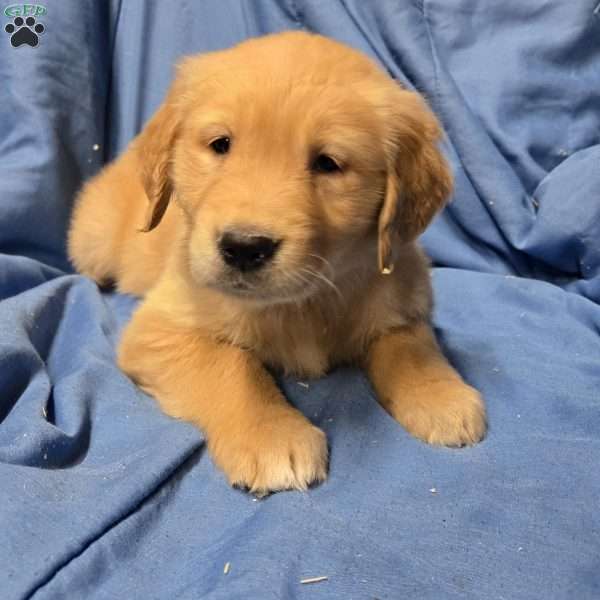 Ralph, Golden Retriever Puppy
