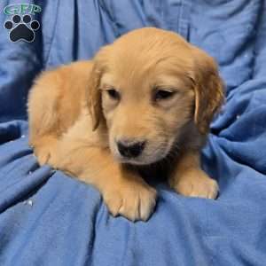 Penny, Golden Retriever Puppy