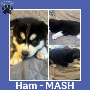 Ham, Siberian Husky Puppy