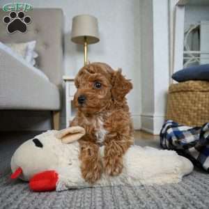 Barney, Miniature Poodle Puppy