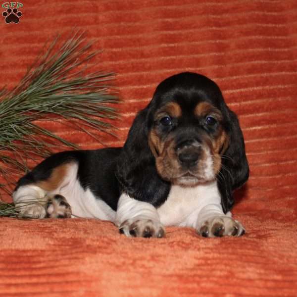 Sleepy, Basset Hound Puppy