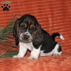 Silvester, Basset Hound Puppy