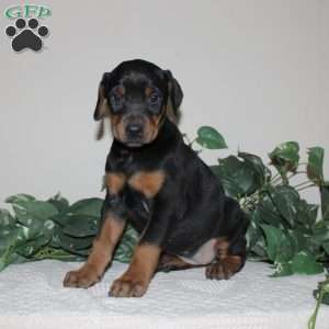 Angie, Doberman Pinscher Puppy