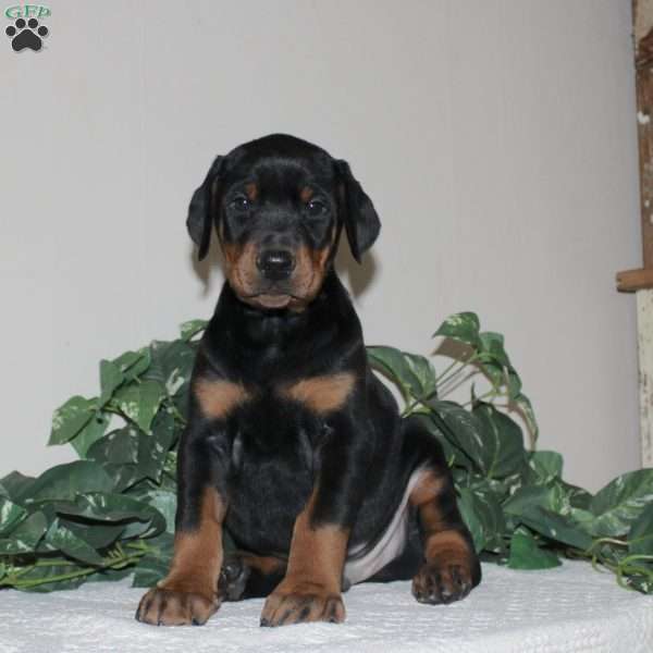 Aiden, Doberman Pinscher Puppy