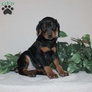 Angela, Doberman Pinscher Puppy