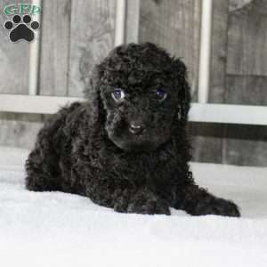 Benny, Miniature Poodle Puppy