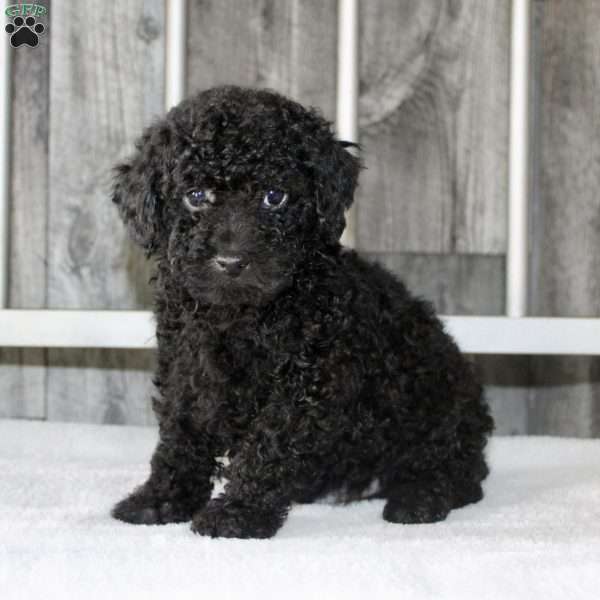 Buddy, Miniature Poodle Puppy