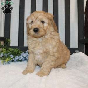 Alan, Mini Goldendoodle Puppy