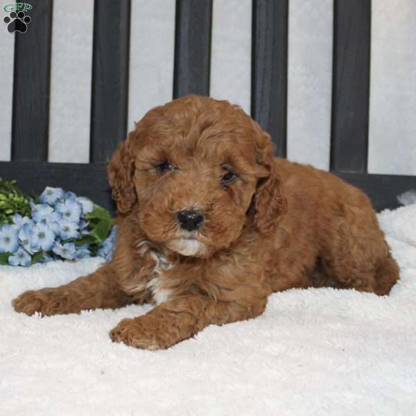 Polly, Mini Goldendoodle Puppy