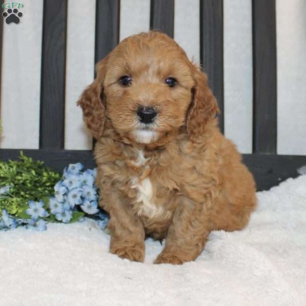 Paul, Mini Goldendoodle Puppy