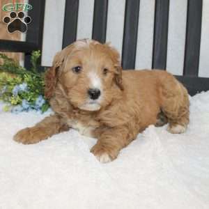 Pongo, Mini Goldendoodle Puppy