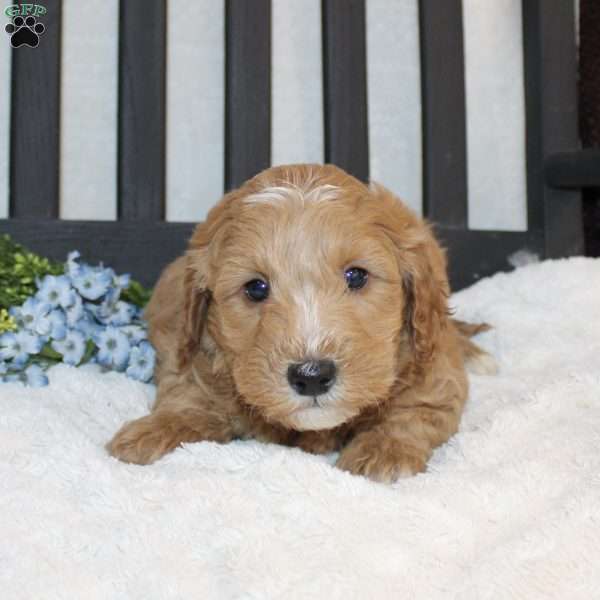 Parker, Mini Goldendoodle Puppy