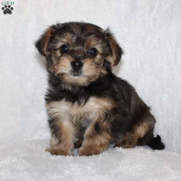 Kilo, Yorkie Poo Puppy