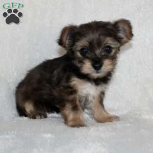 Kenny, Yorkie Poo Puppy
