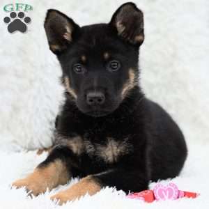 Hank, German Shepherd Puppy