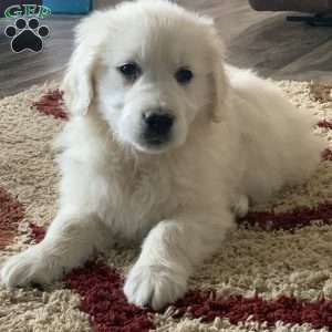 Templeton, English Cream Golden Retriever Puppy