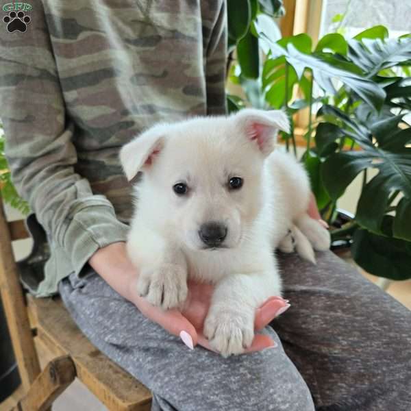 Paxton, German Shepherd Puppy