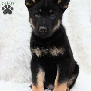 Hank, German Shepherd Puppy