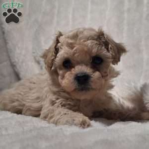 Remi, Bich-Poo Puppy